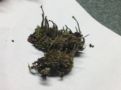 Cladonia rei