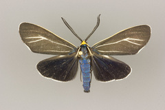 Ctenucha cressonana