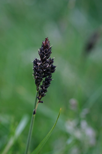 Carex dacica, photograph 4