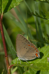Satyrium titus
