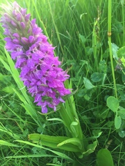 Dactylorhiza majalis