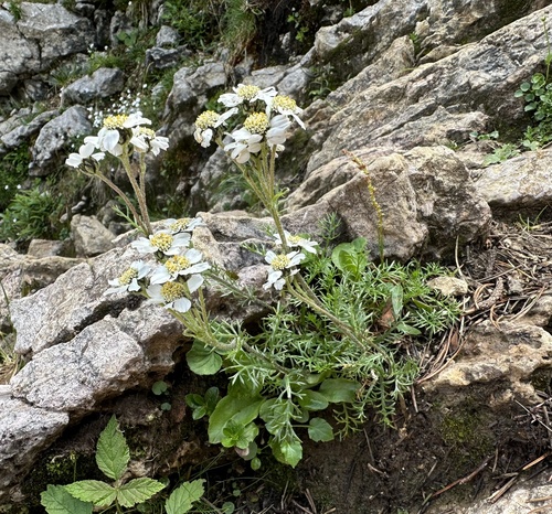 Image of Achillea atrata by (c) Katrin Simon, some rights reserved (CC BY)