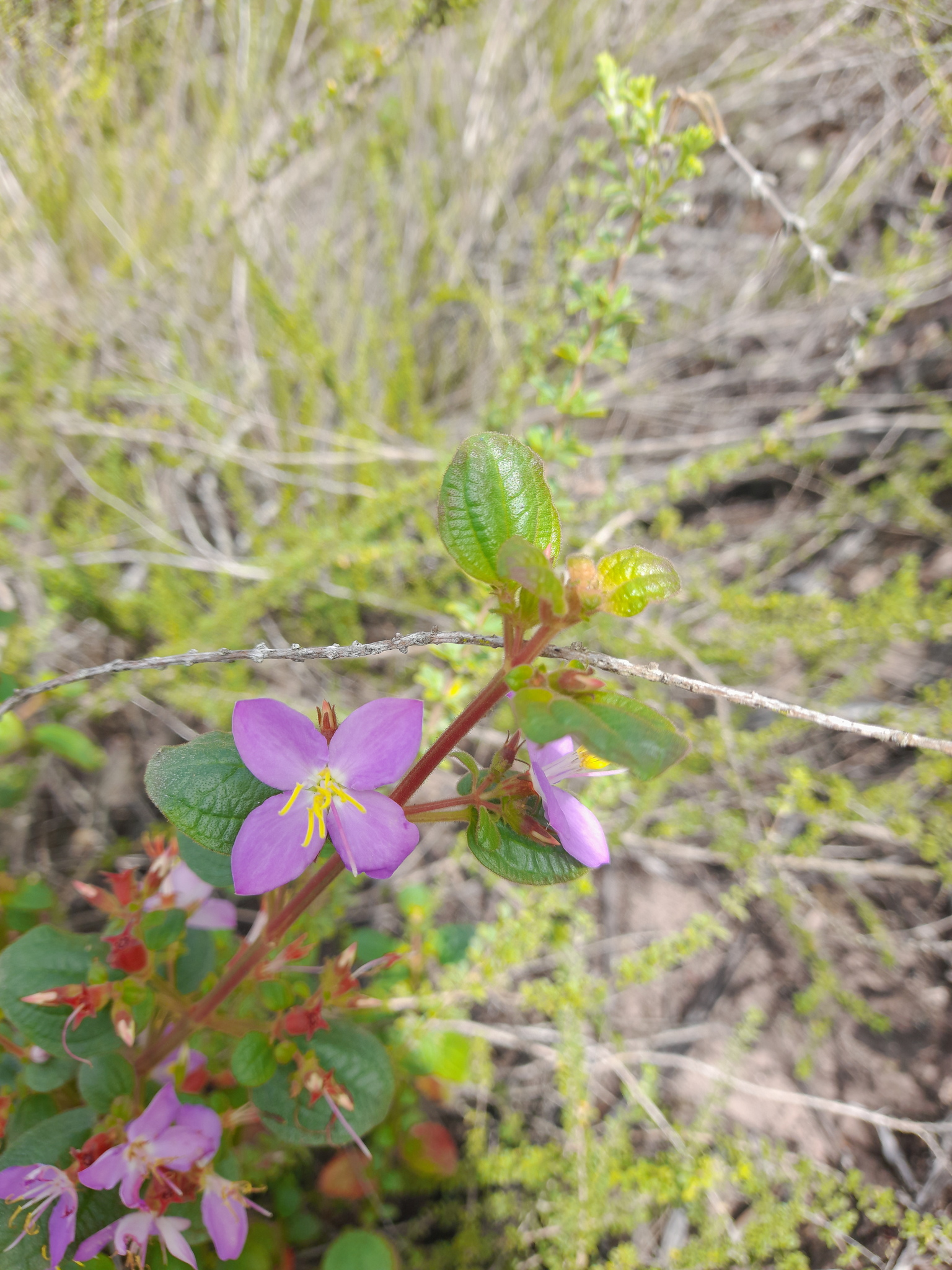 Marcetia latifolia