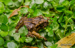 Eupsophus emiliopugini