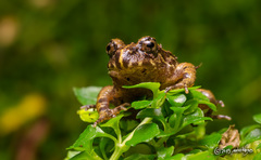 Eupsophus emiliopugini