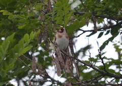 Carduelis carduelis