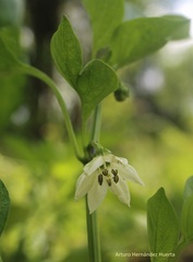 Capsicum annuum annuum