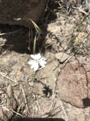 Blepharipappus scaber