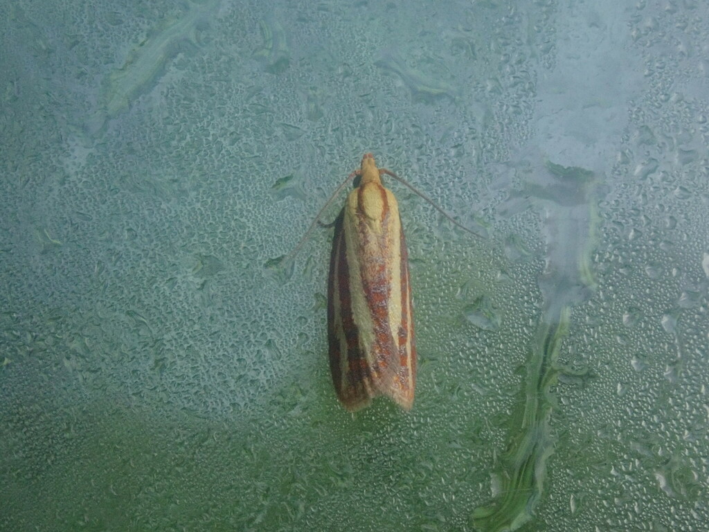 Three-streaked Sparganothis Moth