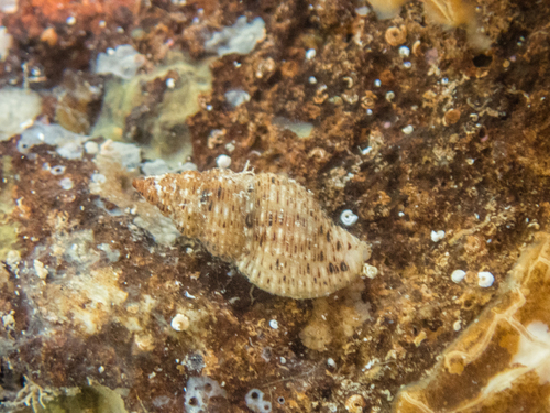 Representative image of Pollia scacchiana