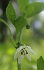 Capsicum annuum annuum