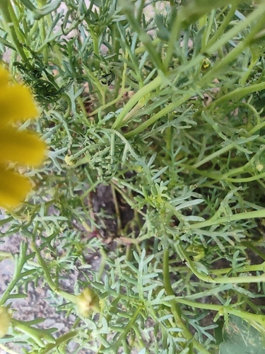 Image of Thymophylla aurea by (c) Mauricio Calderón, some rights reserved (CC BY)