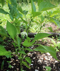 Capsicum annuum annuum