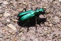Cicindela denikei
