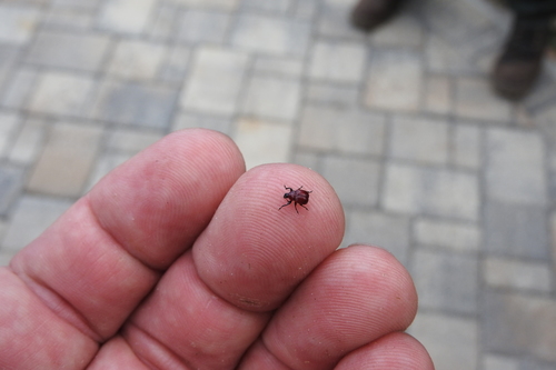 Homoeolabus analis image