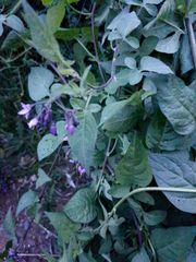 Solanum dulcamara
