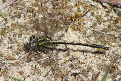 Phanogomphus westfalli