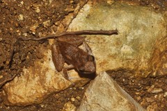 Eleutherodactylus cystignathoides