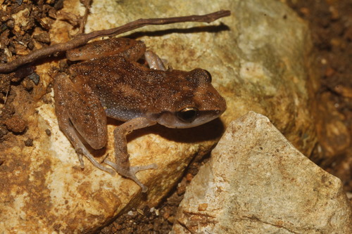 Lowland Chirping Frog