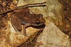 Eleutherodactylus cystignathoides