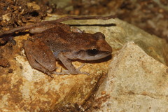 Eleutherodactylus cystignathoides