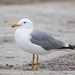 California Gull - Photo (c) Blake Matheson, some rights reserved (CC BY-NC)