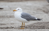 California Gull - Photo (c) Blake Matheson, some rights reserved (CC BY-NC)