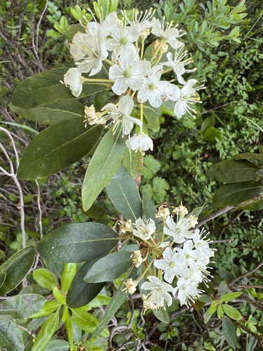 Image of Rhododendron neoglandulosum by (c) Mark Pollock, some rights reserved (CC BY)
