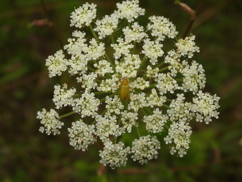 Cteniopus sulphureus