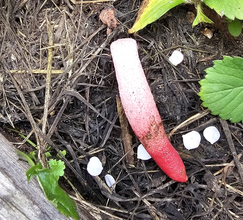 red stinkhorn