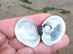 Macoma inquinata