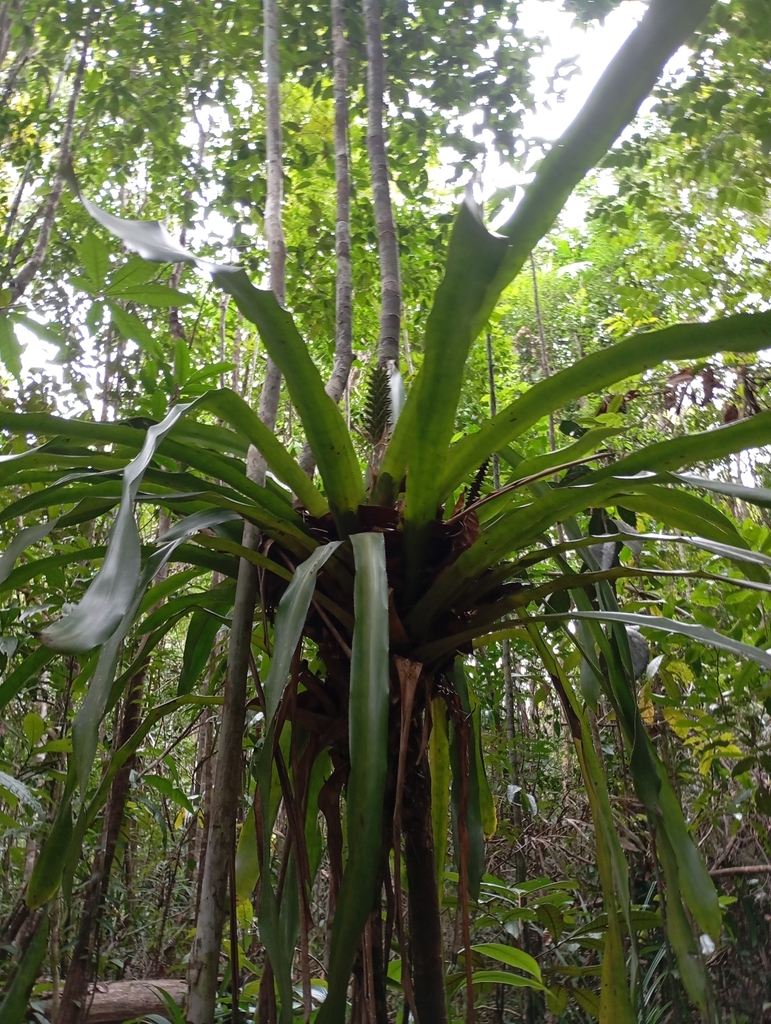 Wittmackia amorimii