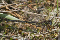 Phanogomphus westfalli