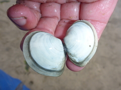 Macoma inquinata