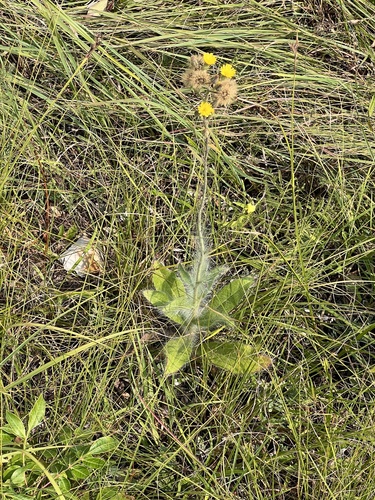 Image of Hieracium longipilum by (c) Nathan Aaron, some rights reserved (CC BY)