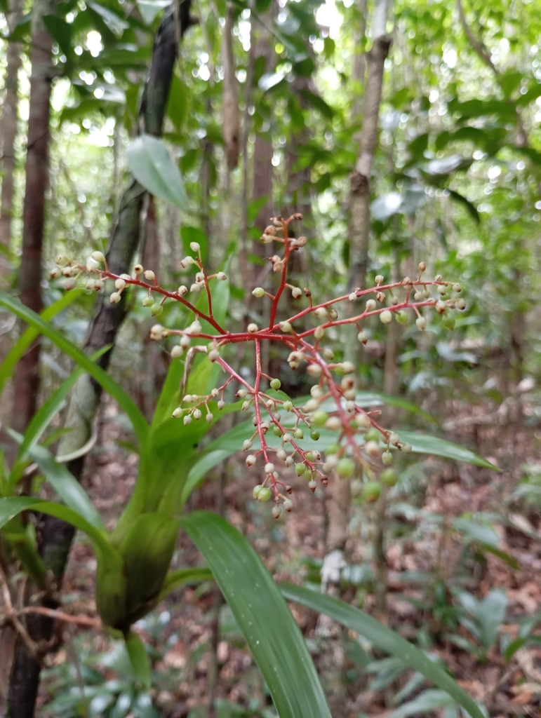 Araeococcus parviflorus