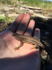Sceloporus graciosus