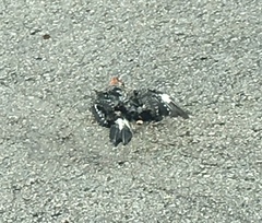 Melanerpes carolinus image