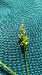 Carex aggregata