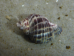 Acanthinucella punctulata