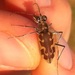 Rio Grande Tiger Beetle - Photo (c) Matthew Poole, some rights reserved (CC BY-NC), uploaded by Matthew Poole