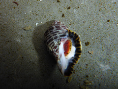 Acanthinucella punctulata