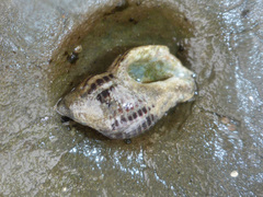 Acanthinucella spirata