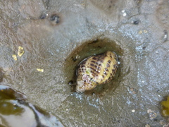 Acanthinucella spirata