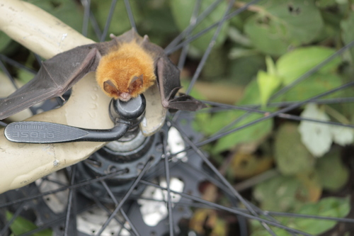 Mexican Greater Funnel-eared Bat
