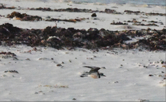 Charadrius thoracicus