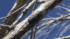 Hadoa chiricahua