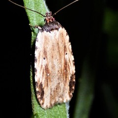 Agonopterix atrodorsella