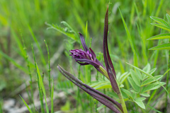 Dactylorhiza incarnata cruenta