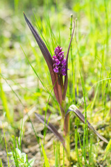 Dactylorhiza incarnata cruenta